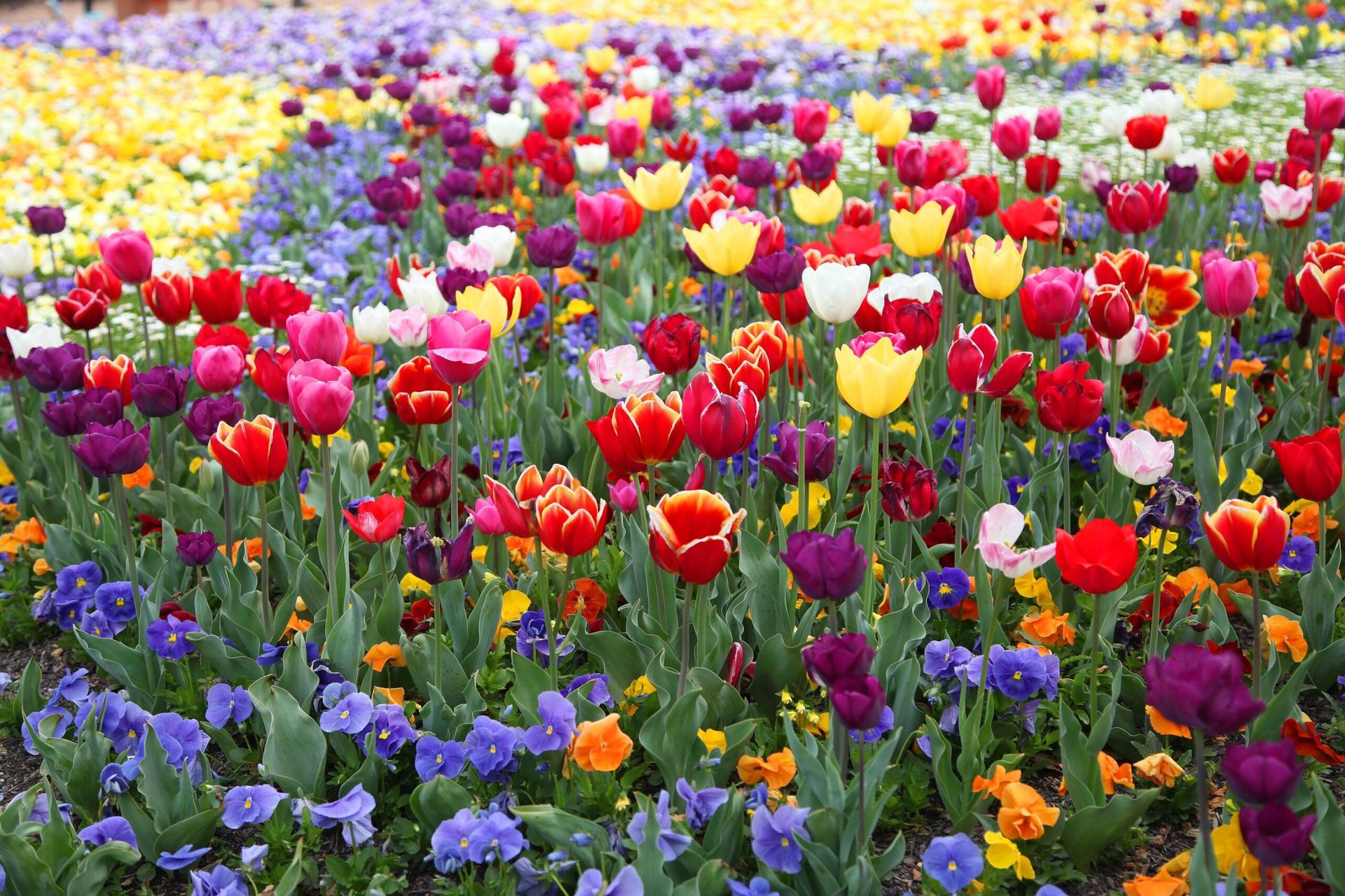 Shrub Border & Bed Definition