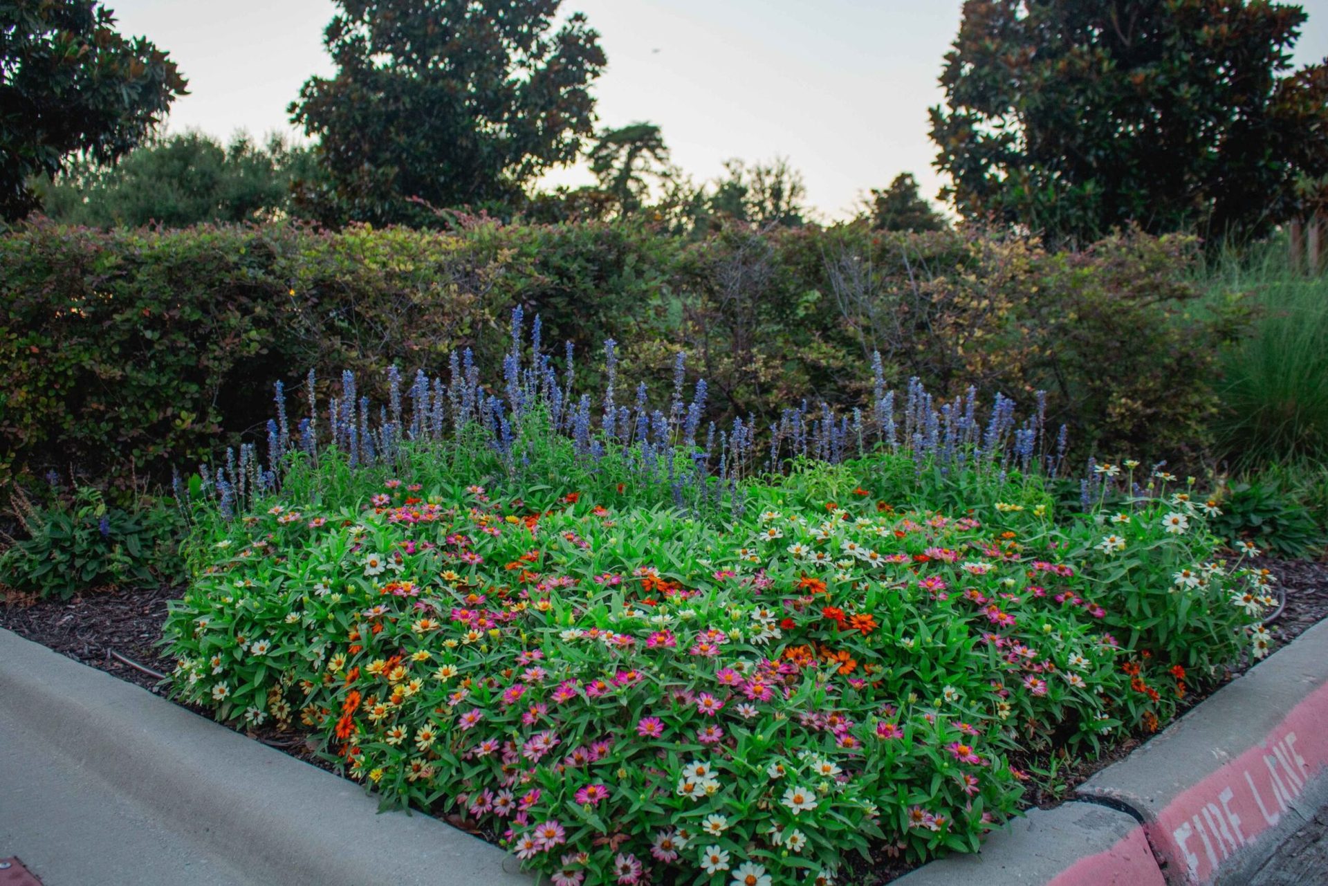 Hand Cultivator: Bed Prep