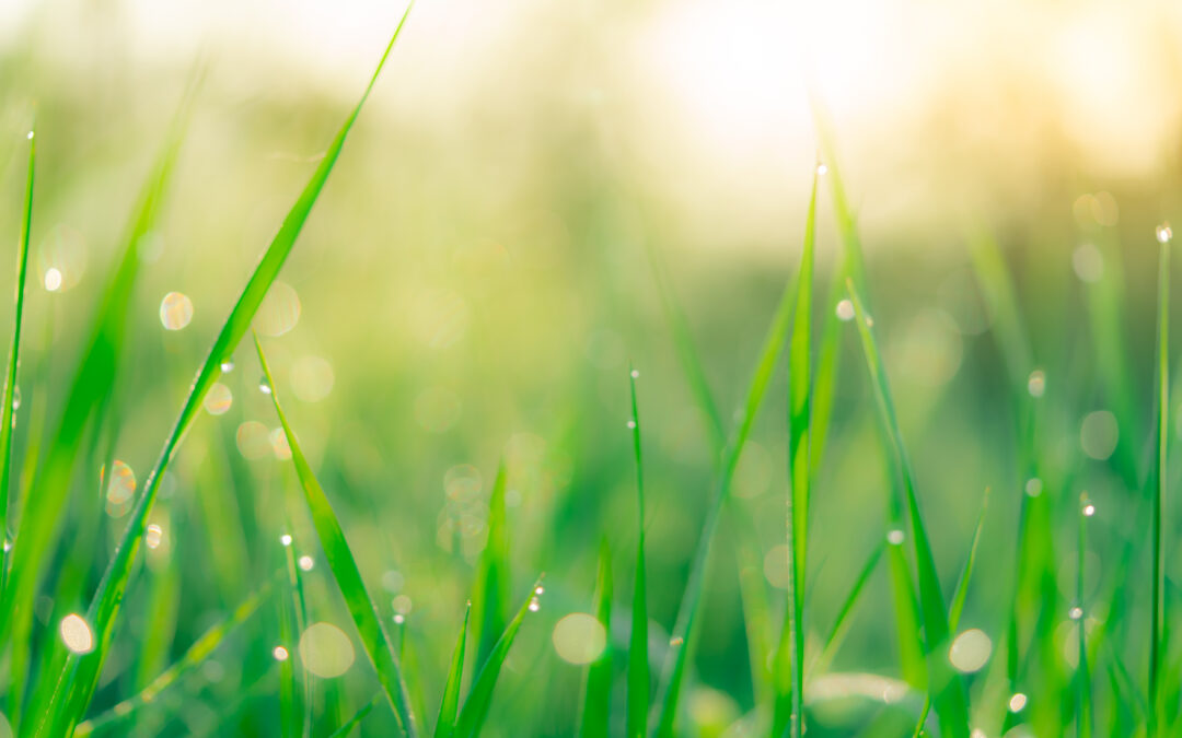 Summer Lawn Care Tips to Help You Enjoy Your Lawn