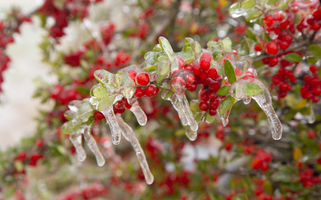 Winter Landscaping Tips For Your Office Premises